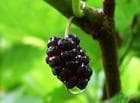 Mulberry Leaf  extract